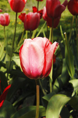 Close up image of a red tulip