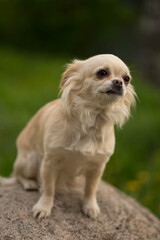 beige chihuahua dog sitting on a stone