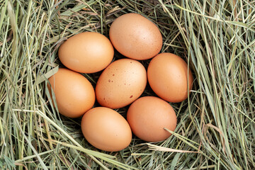 chicken eggs in the nest