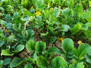 Fototapeta premium green manure cultivation in abruzzo