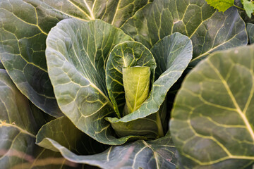 Green cabbage head closeup in nature on field.