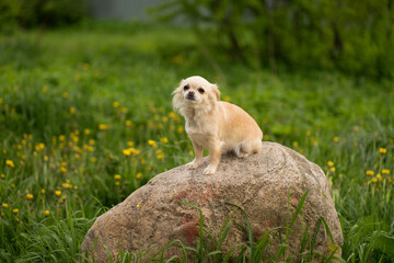 beige chihuahua dog sitting on a stone