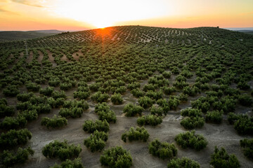 Aerial view of the plantations of Olives, Spain. Drone point of view