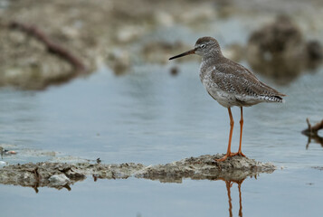 Redshank at Asker Marsh, Bahrain