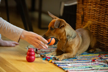 Little dog at home in the living room playing with his toys
