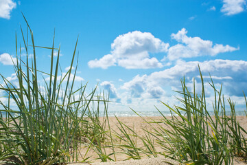 Beautiful bright seascape, spikelets on the background of a sandy beach, sky with clouds and blue sea