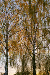 Fototapeta premium Tall birch trees with young leaves at twilight in countryside on a spring evening