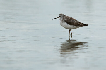 Marsh Sandpiper at Asker Marsh, Bahrain