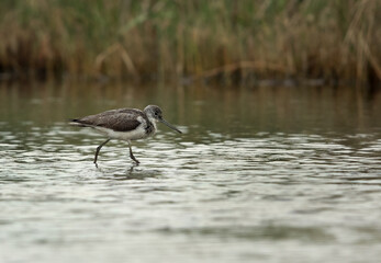 Common Greenshank wading in asker marsh