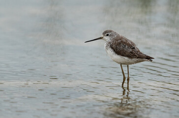Marsh Sandpiper