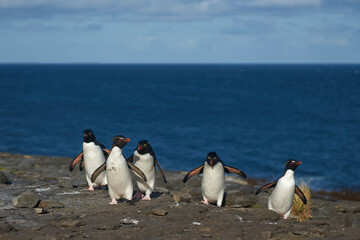 Southern Rockhopper Penguins (Eudyptes chrysocome) return to their colony on the cliffs of Bleaker Island in the Falkland Islands