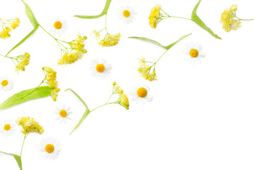 Linden flowers with chamomile isolated on a white background