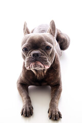 Obraz premium Hund