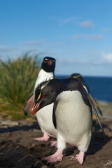 Naklejka premium Southern Rockhopper Penguins (Eudyptes chrysocome) return to their colony on the cliffs of Bleaker Island in the Falkland Islands