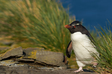 Southern Rockhopper Penguins (Eudyptes chrysocome) return to their colony on the cliffs of Bleaker...