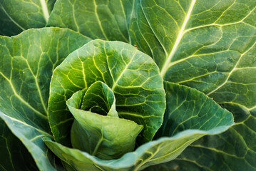 Fototapeta premium Green cabbage head closeup in nature on field.