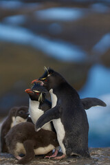 Colony of Rockhopper Penguins (Eudyptes chrysocome) with chicks on the cliffs of Bleaker Island in the Falkland Islands.