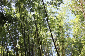 Forêt de bambous à Luang Prabang, Laos