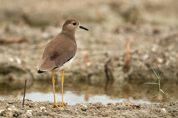 White-tailed Lapwing at Asker in the morning, Bahrain