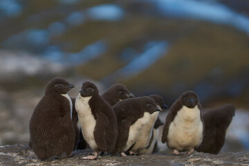 Rockhopper Penguin chicks (Eudyptes chrysocome) huddle together in a creche on Bleaker Island in the Falkland Islands whilst a majority of adults are away at sea feeding.
