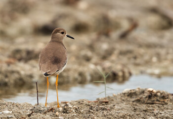 White-tailed Lapwing at Asker marsh in the morning, Bahrain