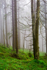 Coniferous foggy forest growing on a green mountainside with moss and grass