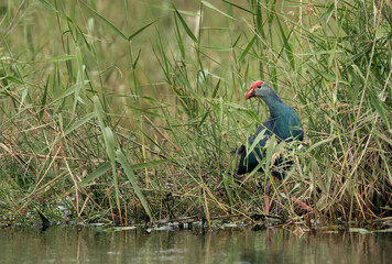 Swamphen in the grasses, Asker, Bahrain