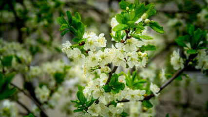 Apple tree branch with flowers, spring.
