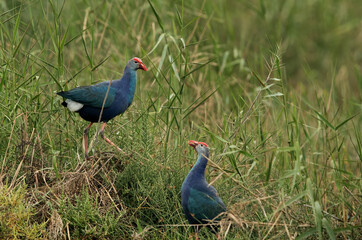 Swamphens in the grasses of Asker marsh, Bahrain