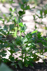 A lot of parsley on the garden