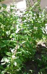 close up of basil leaves