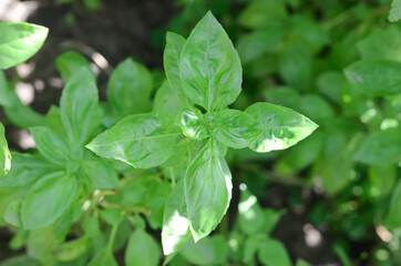 Fototapeta na wymiar close up of basil leaves