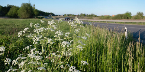 Inflorescences of a plant (cow parsley) in the evening light against the background of a road with a car.