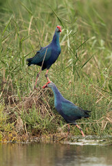 A pair of Swamphen at Asker marsh, Bahrain