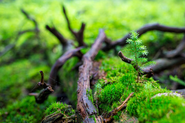 The shoot of a young tree cuts through an old log covered with moss in a rainy forest