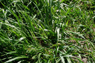 Weeds. Green grass grows on the lawn . Suitable for background. Blooming summer. Flowers. Plants