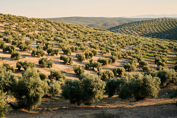 low flight of a drone over an olive field at sunset