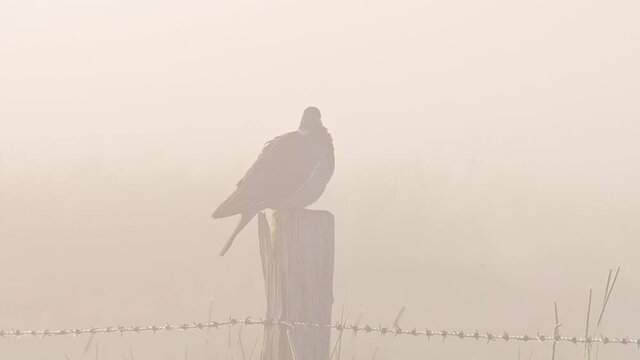 Woodpigeon sitting on the fence post in the morning fog, silhouette, spring, (columba palumbus), germany