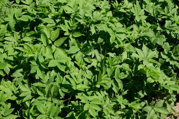 The green background of the shrubs and trees. Plants. Flowering. Suitable for background.