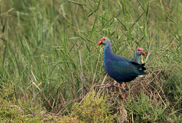Swamphen at Asker marsh