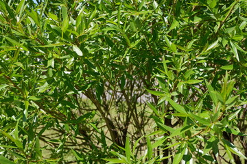 Naklejka premium The green background of the shrubs and trees. Plants. Flowering. Suitable for background.