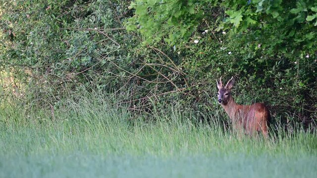 Roe buck search feed on the hedge, summer, (capreolus capreolus), germany