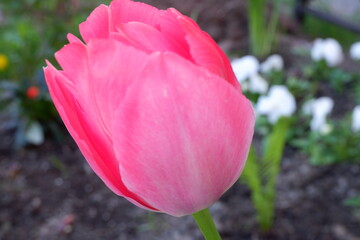 red Tulip. An unopened flower.  Suitable for background. Flowers grow by themselves. Flowering. Plants