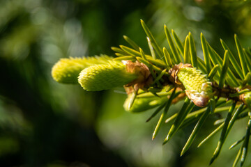 The new spring shoots on the branches of spruce.