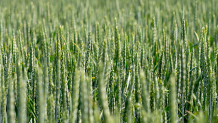 Spikelets of green unripe wheat.