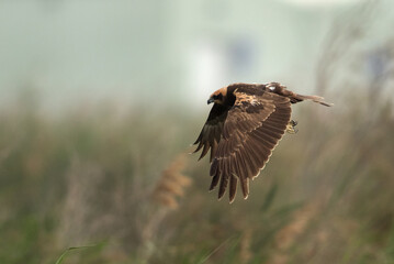 Marsh harrier looking for prey