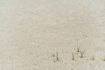 Grass in Sand 1
