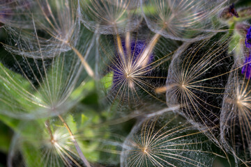 Fluffy seeds of dandelion flowers on green nature background. Close up, detailed macro photo.
