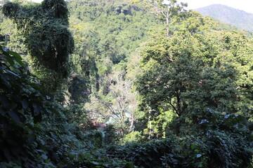 Jungle à Kuang Si, Laos	