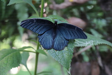 Papillon bleu &agrave; Kuang Si, Laos